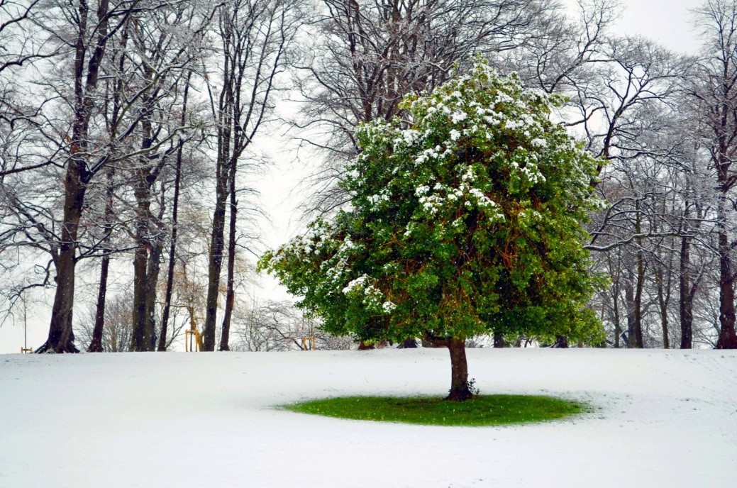trees