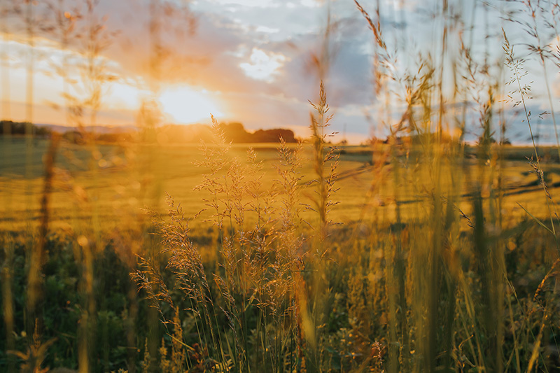 Beautiful golden sunset on a barley field